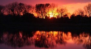 Деревья, отражение в воде